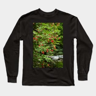 Red Rowan tree berries on branches Long Sleeve T-Shirt